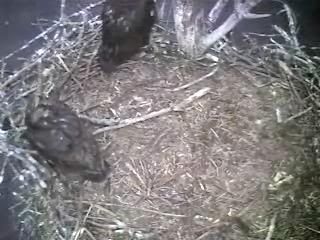 Barton's Cove eaglets