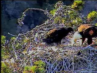 Santa Cruz eaglet