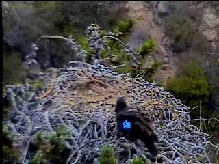 Santa Cruz eaglet