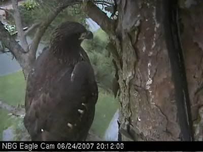 Norfolk eaglets