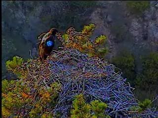 Santa Cruz eaglet