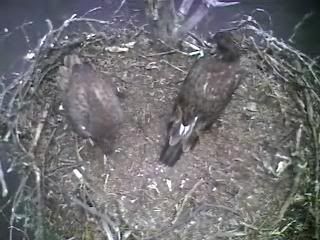 Barton's Cove eaglet