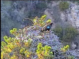 Santa Cruz eaglet