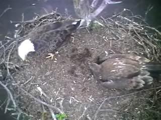 Barton's Cove eaglets