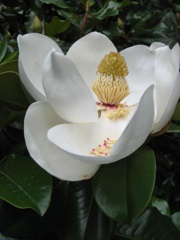 Stouthern Magnolia