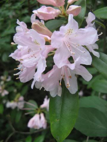 Azalea