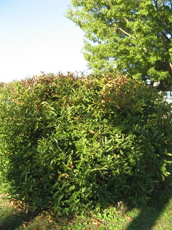 chinkapin bush and tree