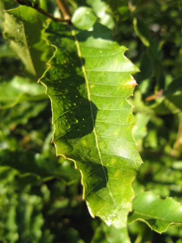 chinkapin leaf