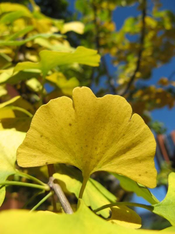 Ginkgo leaf