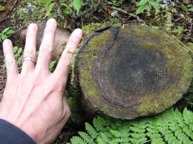 40 year old stump