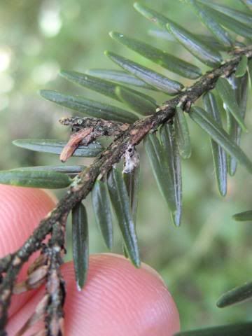 woolly adelgid damage