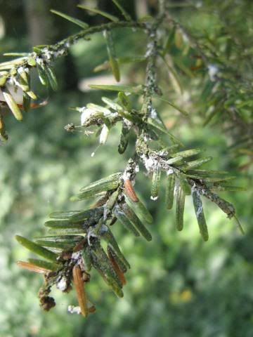 woolly adelgid damage 2