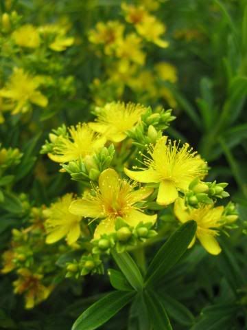 st. johns wort Pictures, Images and Photos