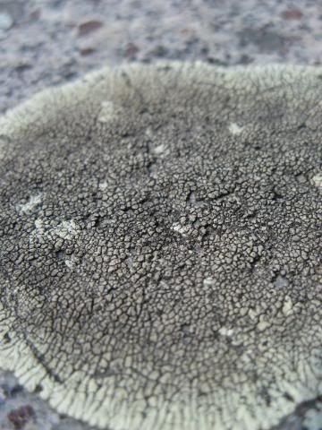 lichen on Mt. Mitchell