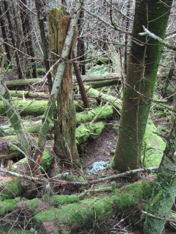 spruce-fir forest