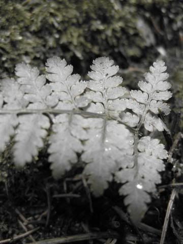 Mt. Mitchell fern