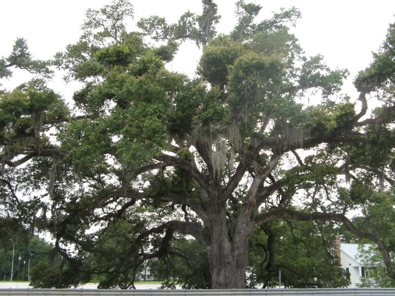 Louisiana Oak
