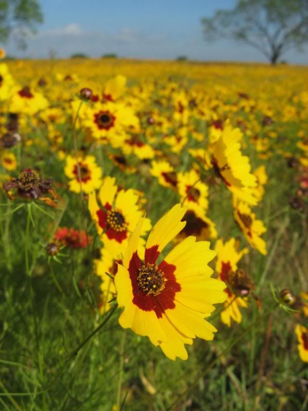 LBJ wildflowers