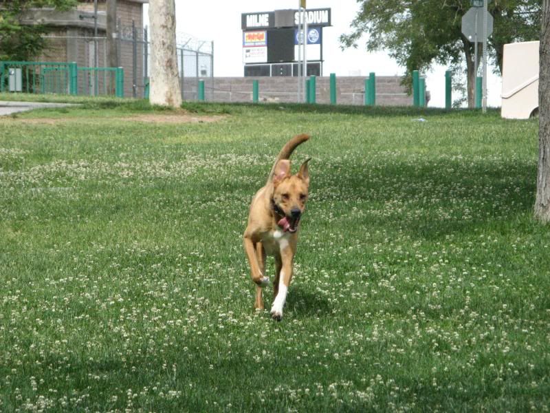 Albuquerque dog park