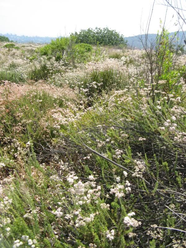 SoCal wildflowers!