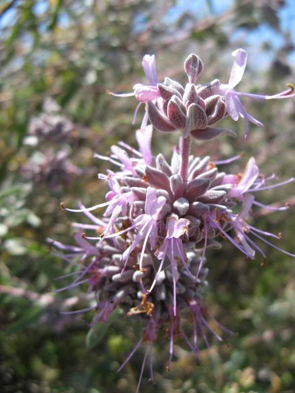 Purple sage