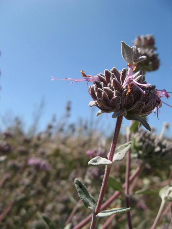 Salvia leucophylla