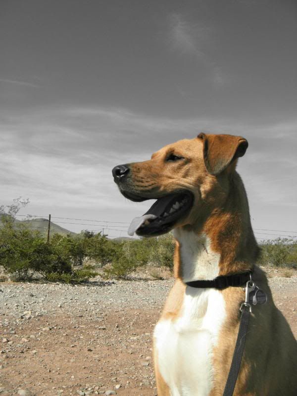 desert dog