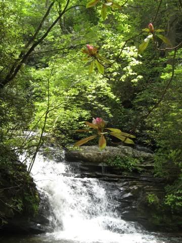 Falls and rhodo blooms