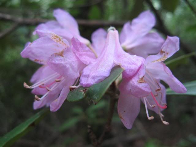 native azalea