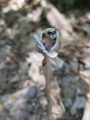 Indian pipes