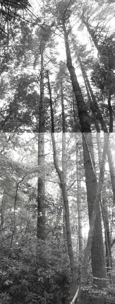 large white pine forest shot