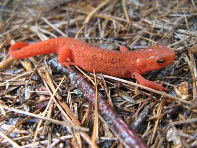 red spotted newt