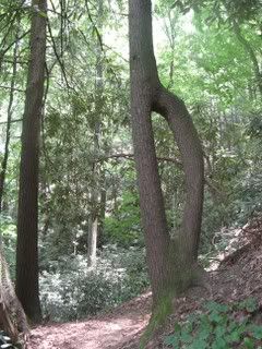 trail tree?