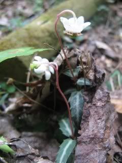 cute little wintergreen