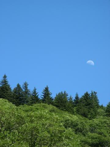 moon and firs