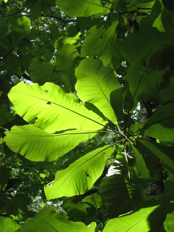 bigleaf magnolia