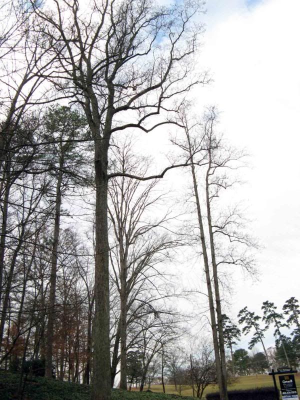 giant yard Tuliptree