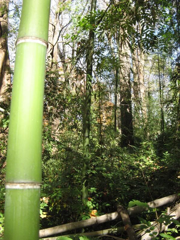 bamboo forest