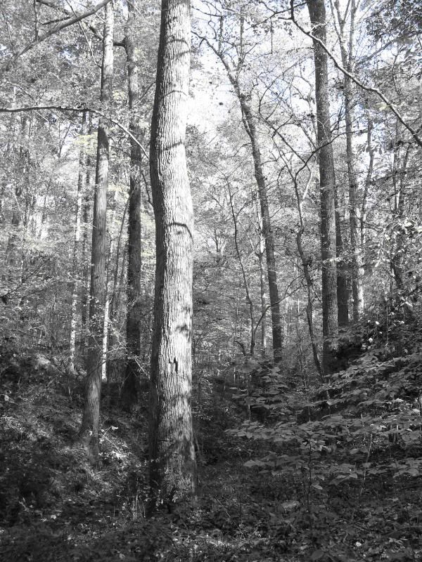 Fernbank Forest