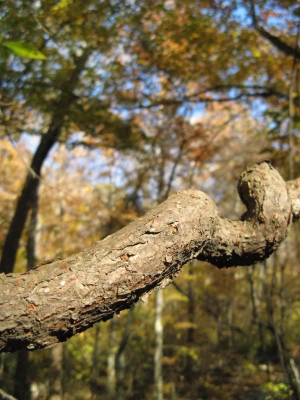 Starvine bark