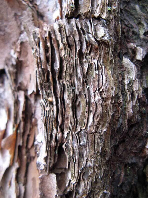 Loblolly bark