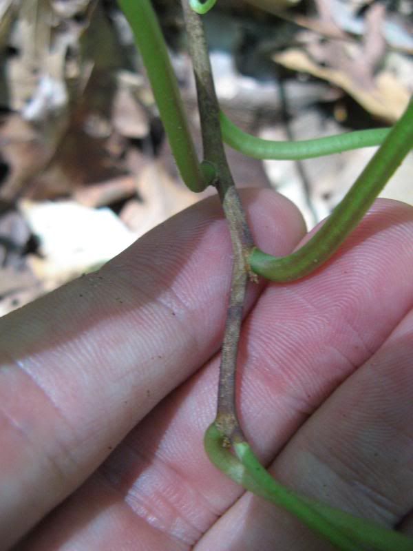 Schisandra glabra