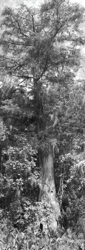 Wakulla cypress