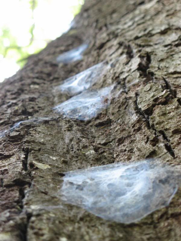 bark webs