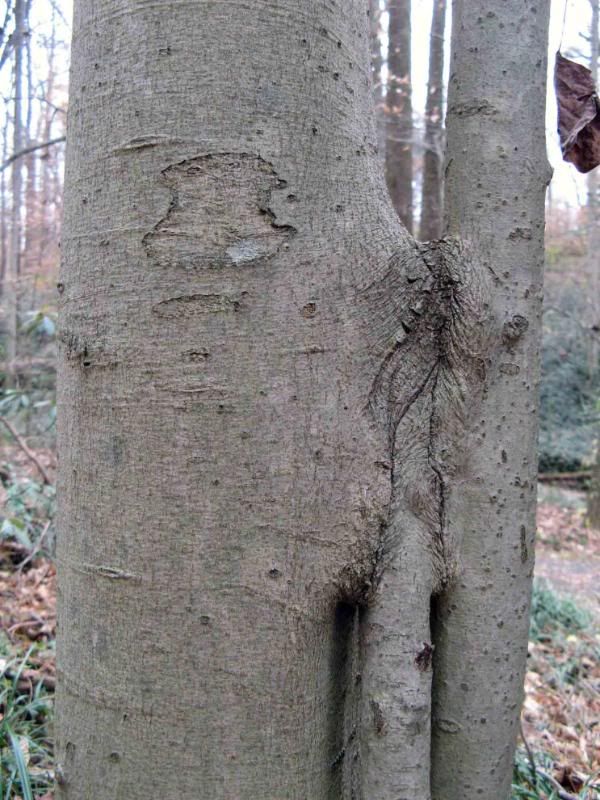 weird beech trunk