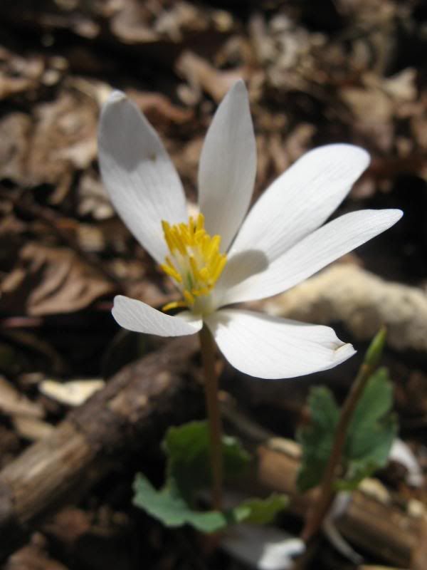 bloodroot II