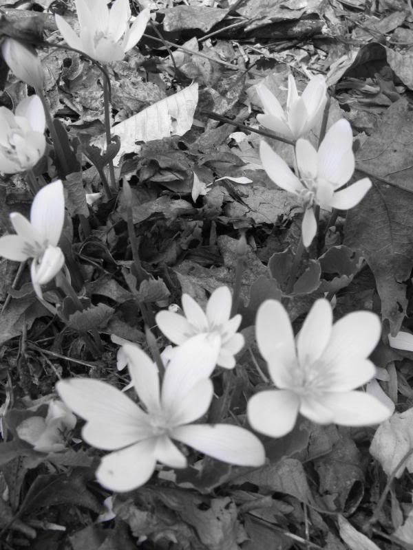 bloodroot BW