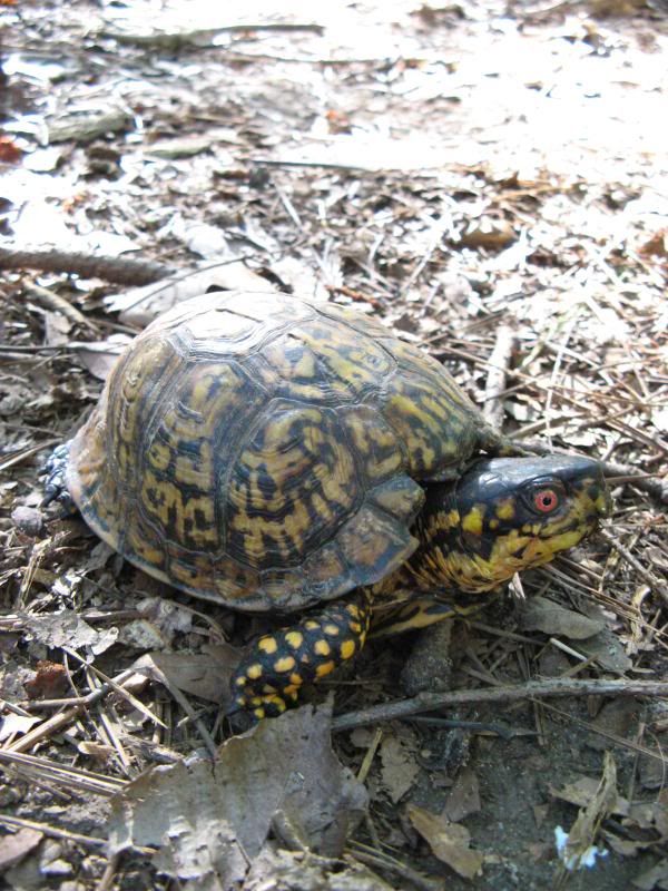 male box turtle