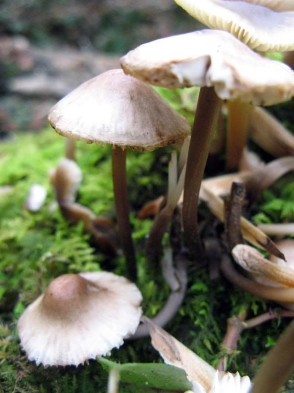 fungus colony