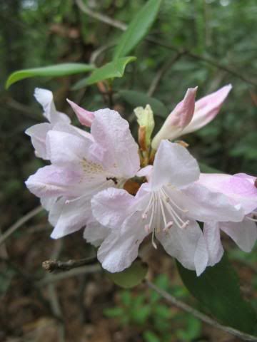 fading azalea flowers